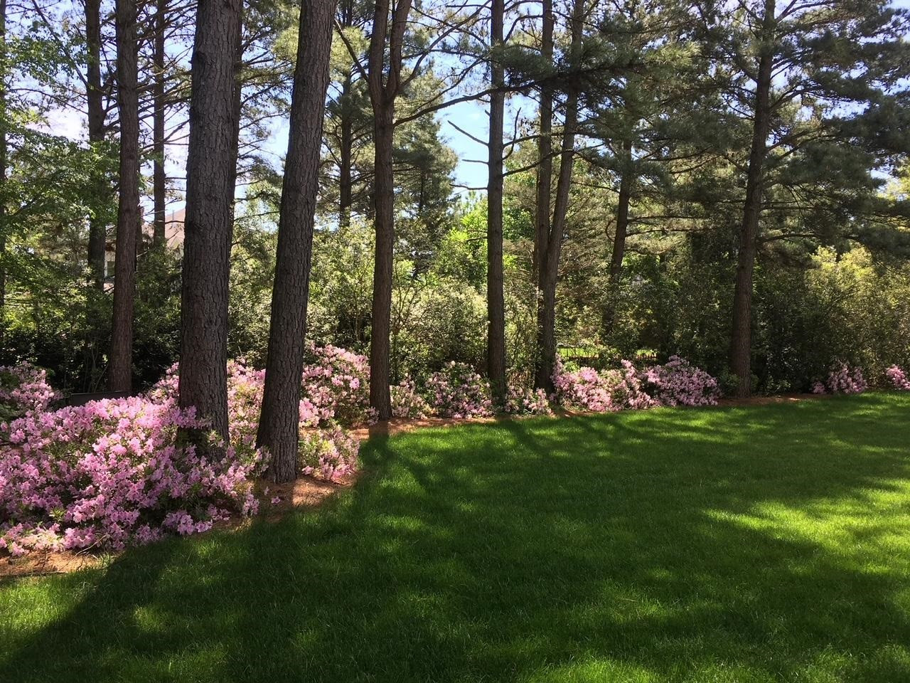 2523 Village Manor Way Raleigh, NC 27614 - Photo 6 of 42 Beautiful backyard
