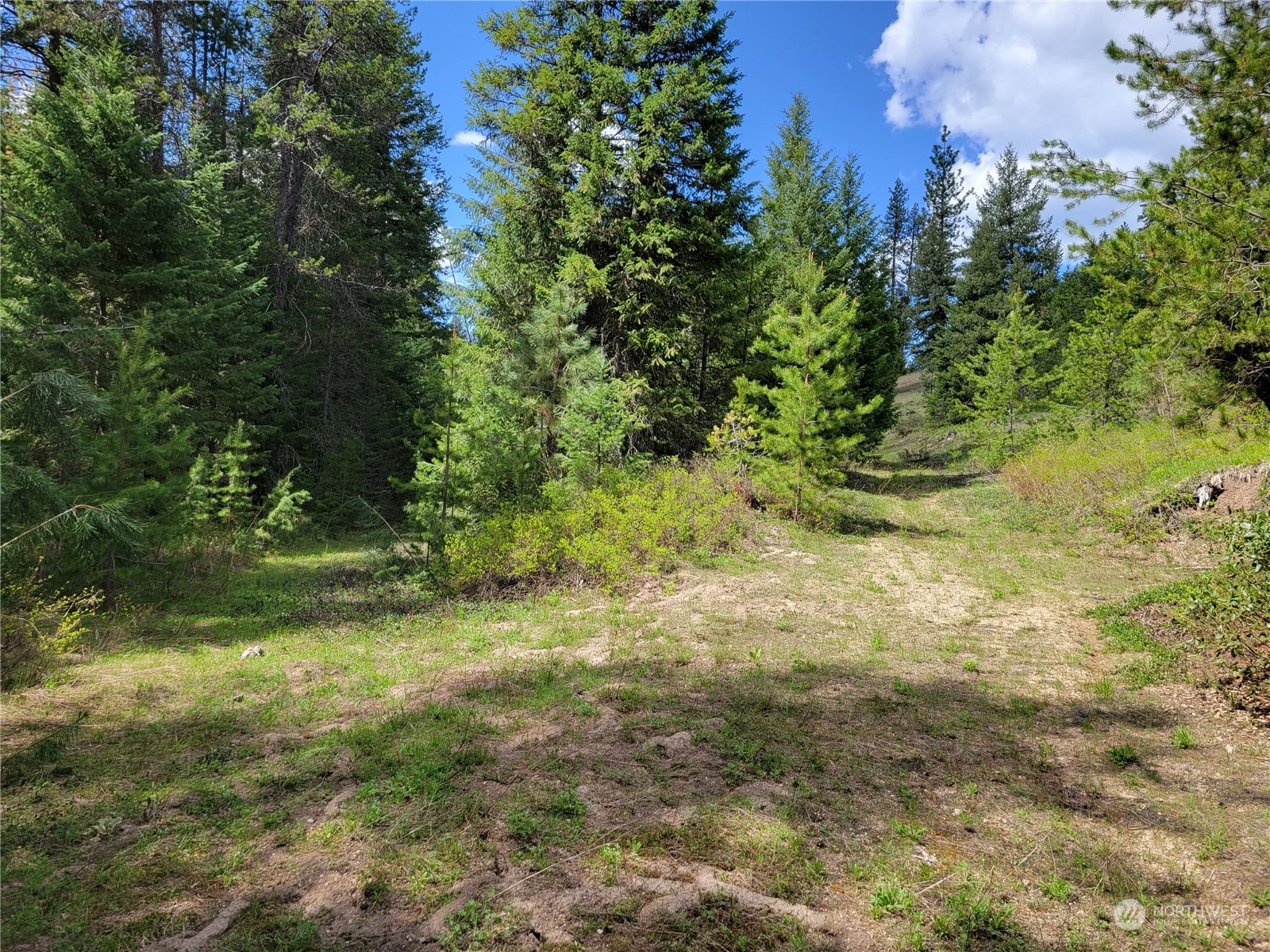 5099 M Allen Road Springdale, WA 99173 - Photo 14 of 38 a view of a yard with a tree