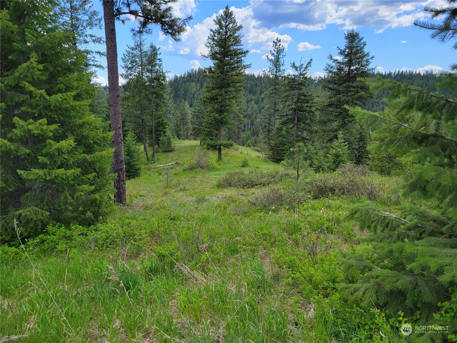 5099 M Allen Road Springdale, WA 99173 - Photo 16 of 38 a view of a lush green forest