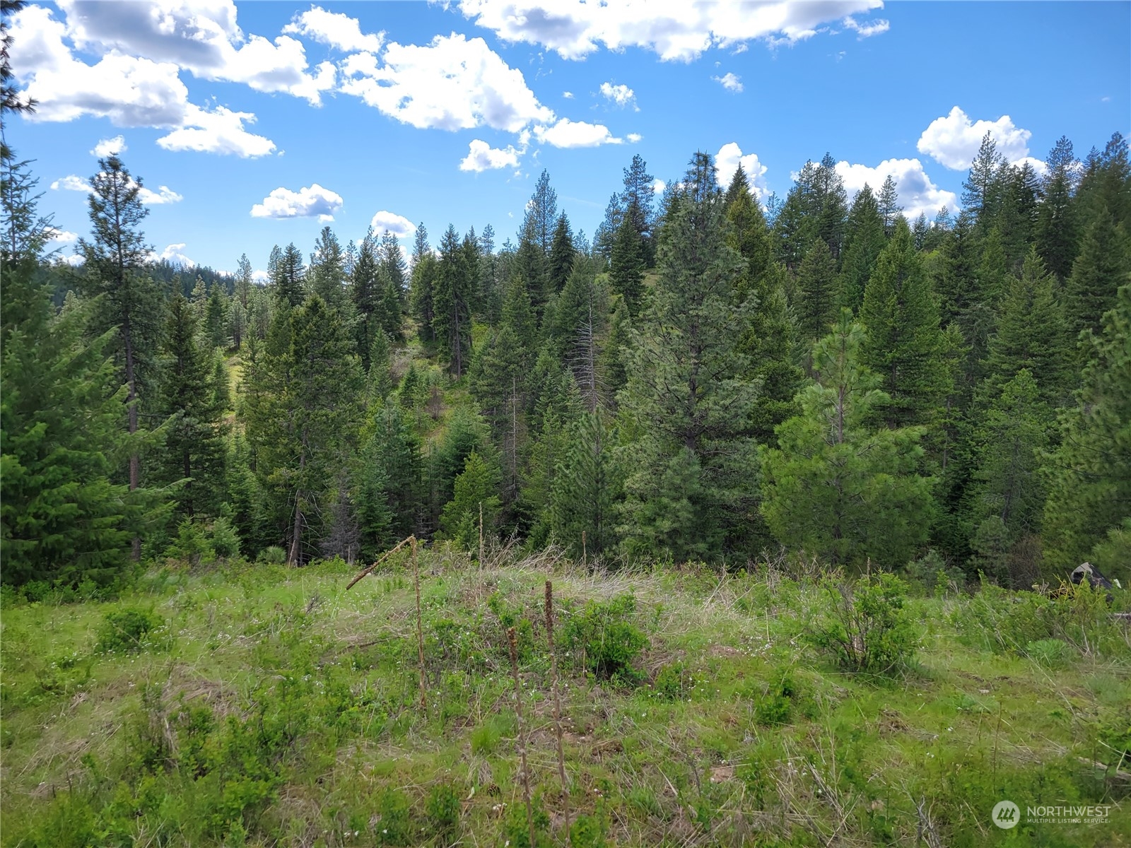 5099 M Allen Road Springdale, WA 99173 - Photo 17 of 38 a view of a lush green forest