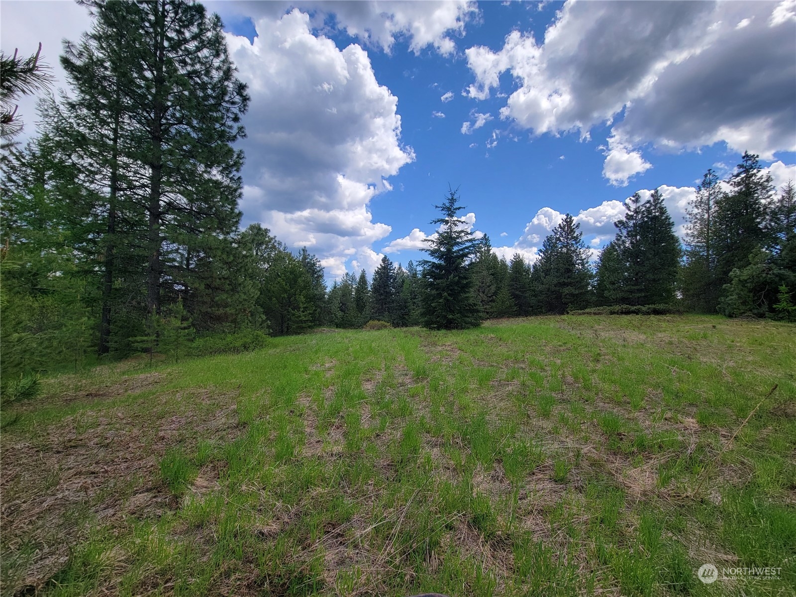 5099 M Allen Road Springdale, WA 99173 - Photo 24 of 38 a view of a grassy field with trees around