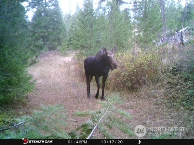 5099 M Allen Road Springdale, WA 99173 - Photo 36 of 38 a view of a yard