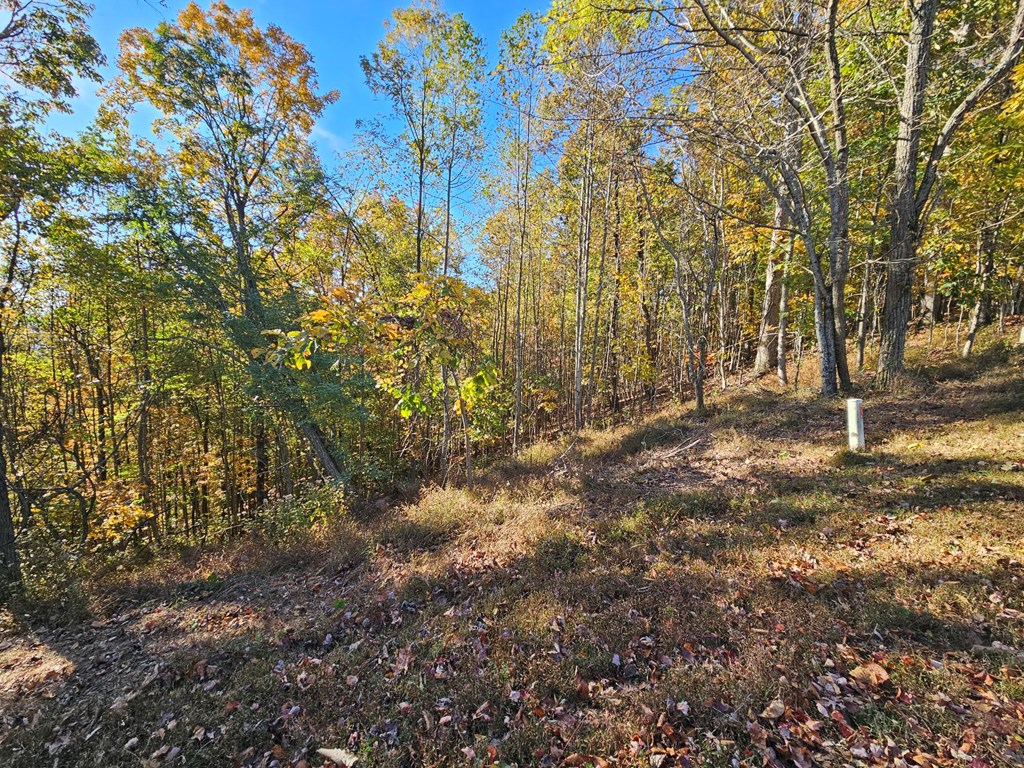 38 Trophy Buck Point Murphy, NC 28906 - Photo 5 of 14 a view of yard
