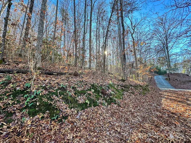 a view of a yard with plants and trees