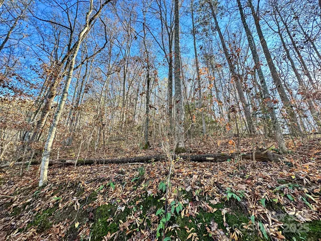 a view of a yard with large trees