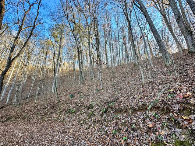 a view of a yard with large trees