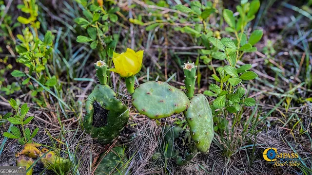 $80,850 | 0 Welch Road, Buena Vista, GA 31803