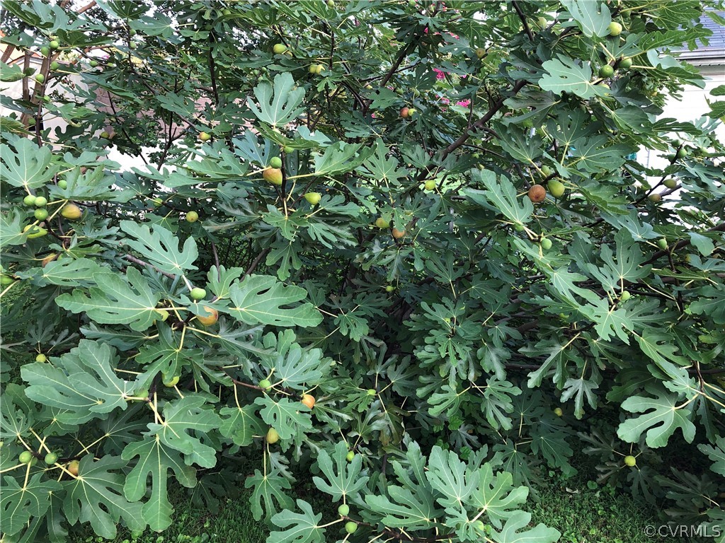 7504 Woodman Road Henrico, VA 23228 - Photo 6 of 33 Fig Tree in full bloom located in back of property