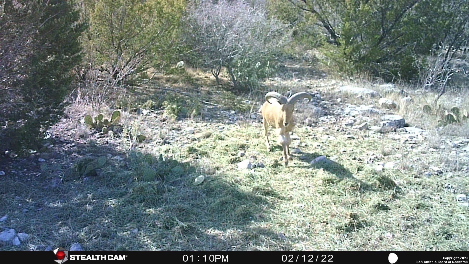 29 Oak Bend Rocksprings, TX 78880 - Photo 23 of 27 a view of a yard with a tree