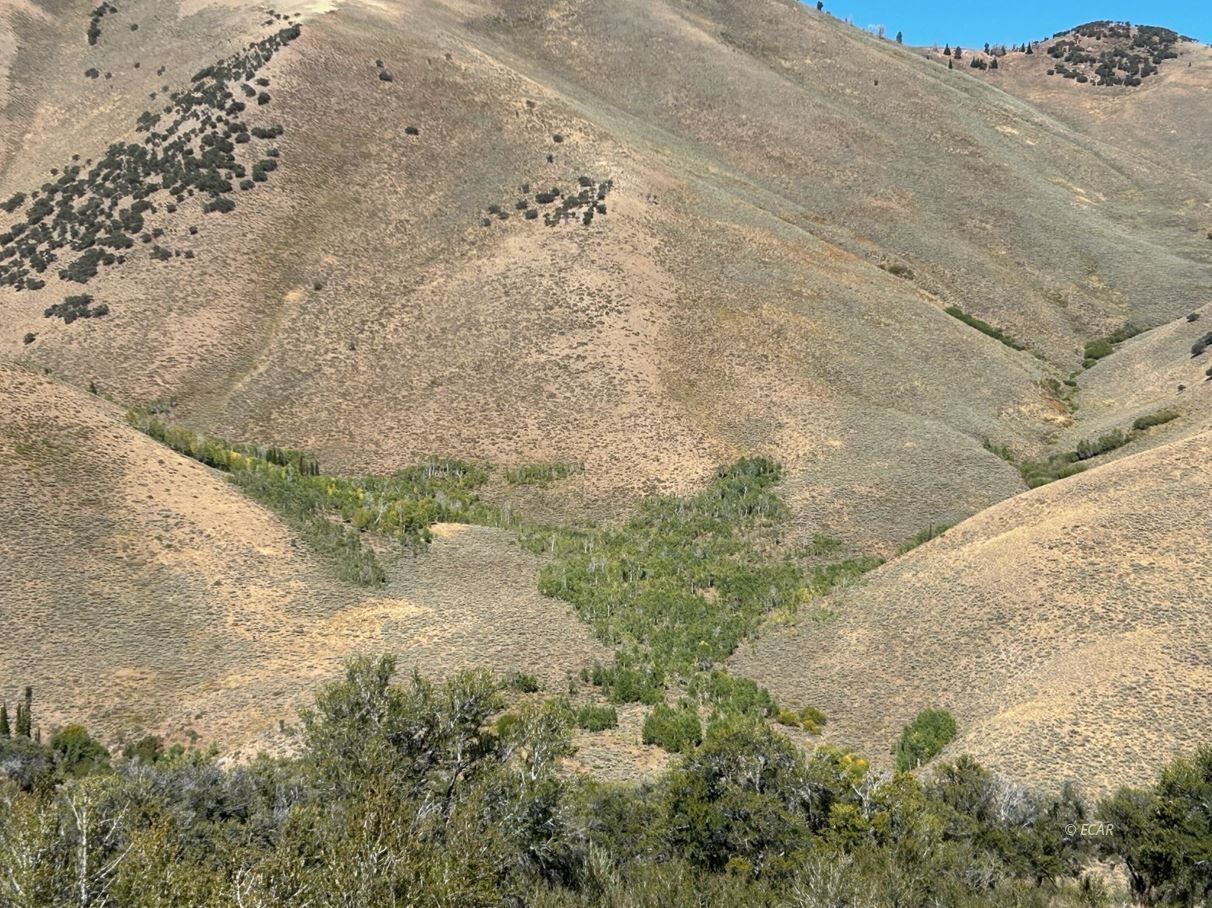 Wild Cat Road Road Jarbidge, NV 89826 - Photo 1 of 10