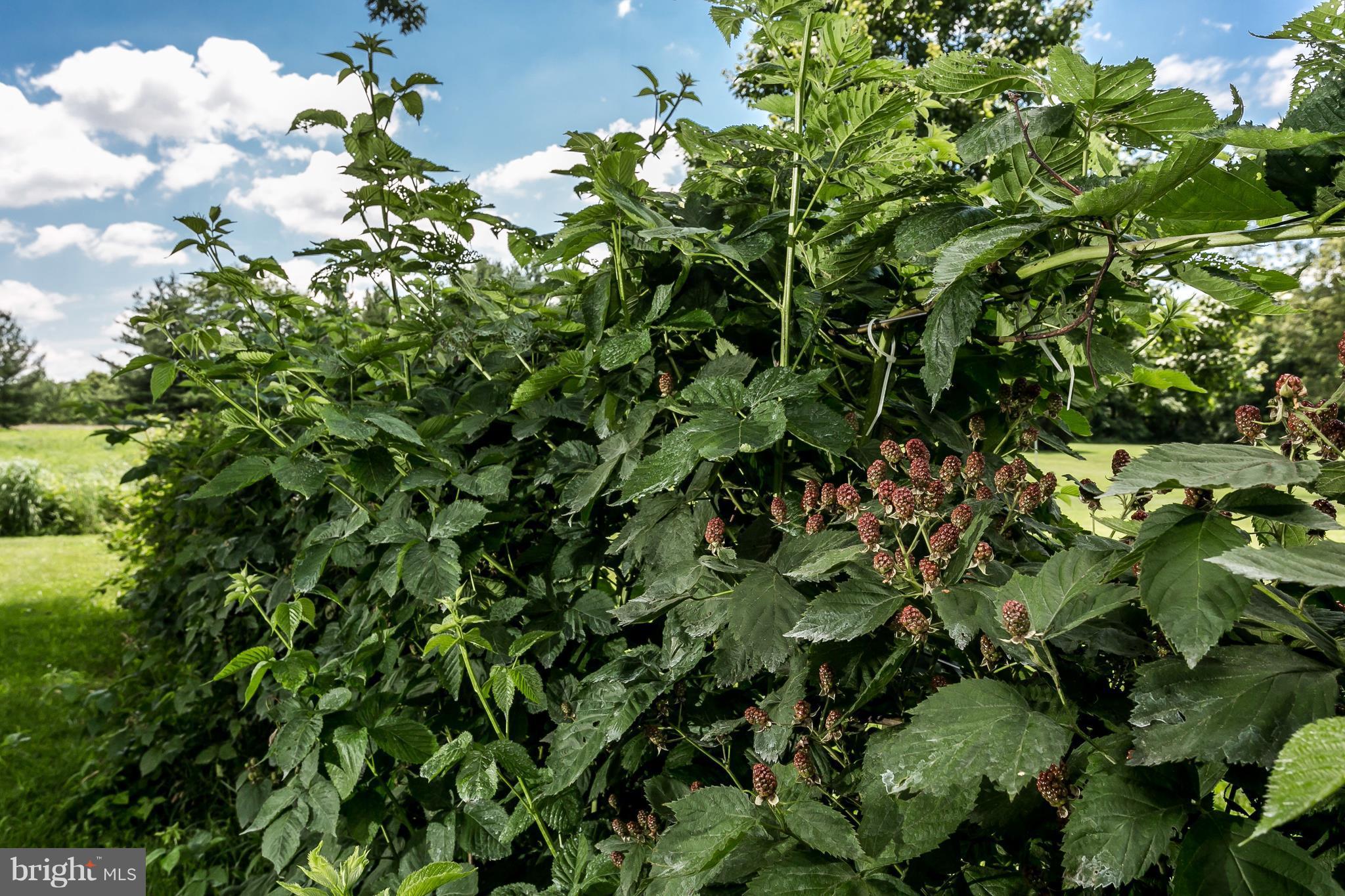4111 McMullen Road Taneytown, MD 21787 - Photo 22 of 30 Established blackberries. Gave over 80lbs last yr