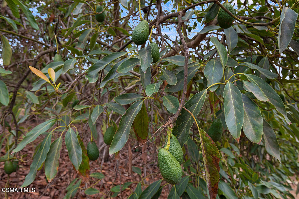 11453 Foothill Road Santa Paula, CA 93060 - Photo 46 of 53 Mature avocado trees
