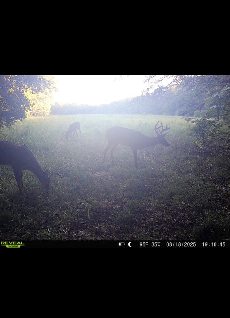 109 Cattle Gap Road Cuthbert, GA 39840 - Photo 54 of 58 Gallery Image 54