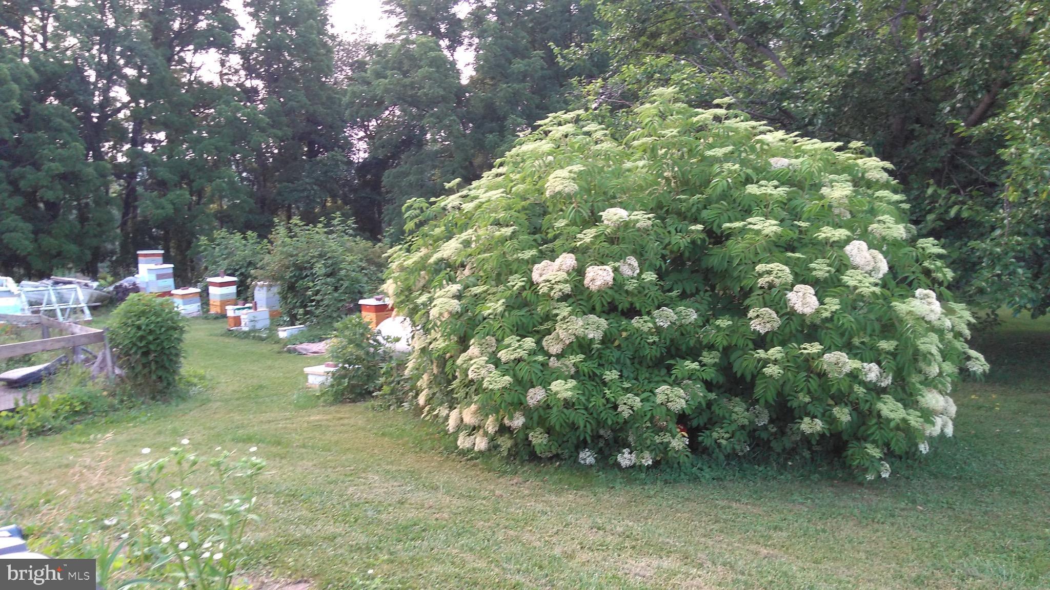 4208 Federal Hill Road Street, MD 21154 - Photo 27 of 30 Elderberries