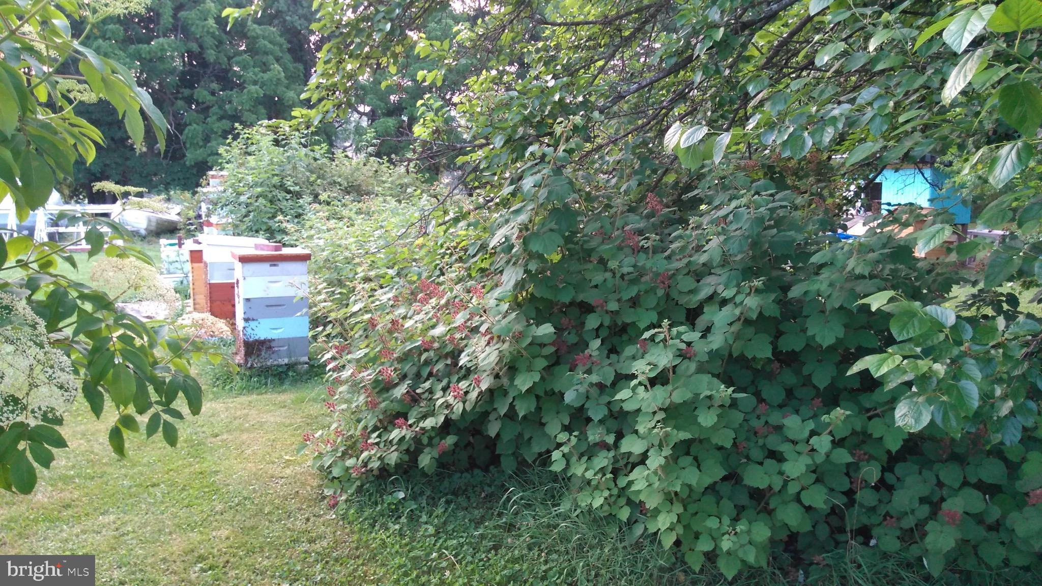 4208 Federal Hill Road Street, MD 21154 - Photo 28 of 30 Blackberries and Raspberries