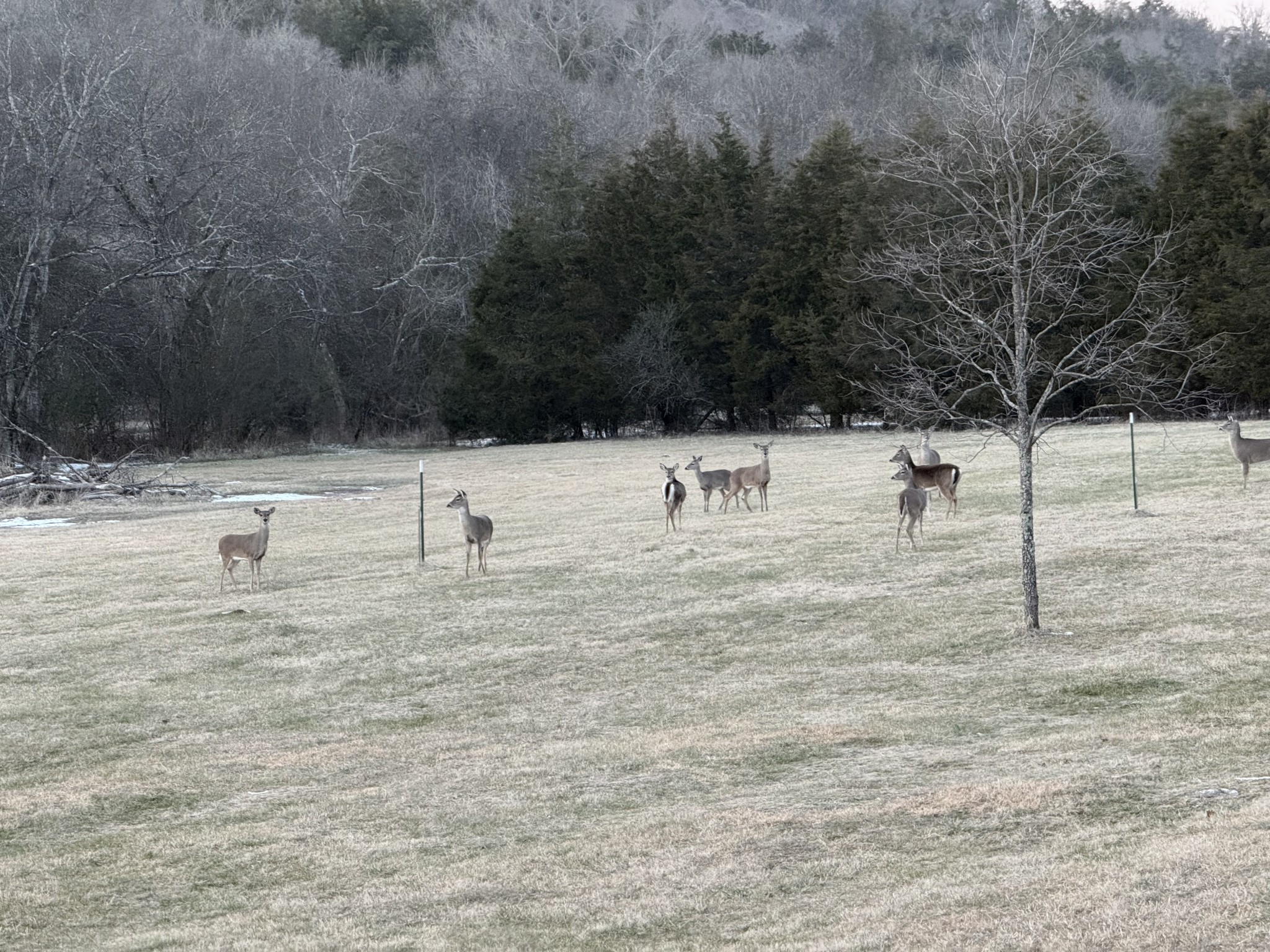 44 Opossum Hollow Road Gordonsville, TN 38563 - Photo 25 of 28 a view of a yard with trees