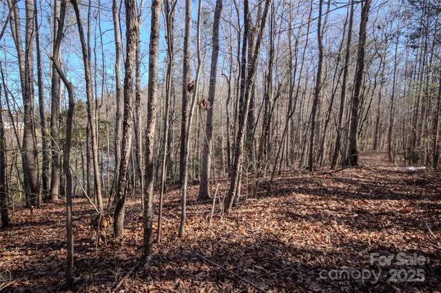 a view of a yard with lots of trees