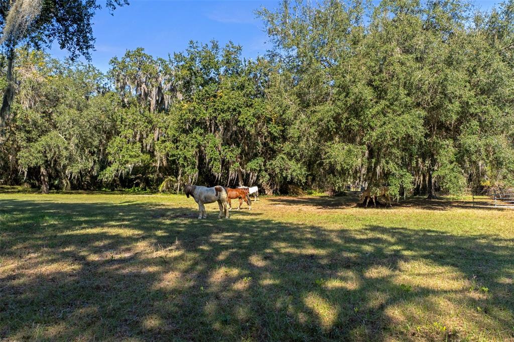 27910 Debbie Road Leesburg, FL 34748 - Photo 75 of 99