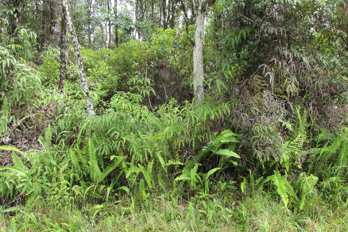 103 Hana Road Pahoa, HI 96778 - Photo 3 of 3 Gallery Image 3