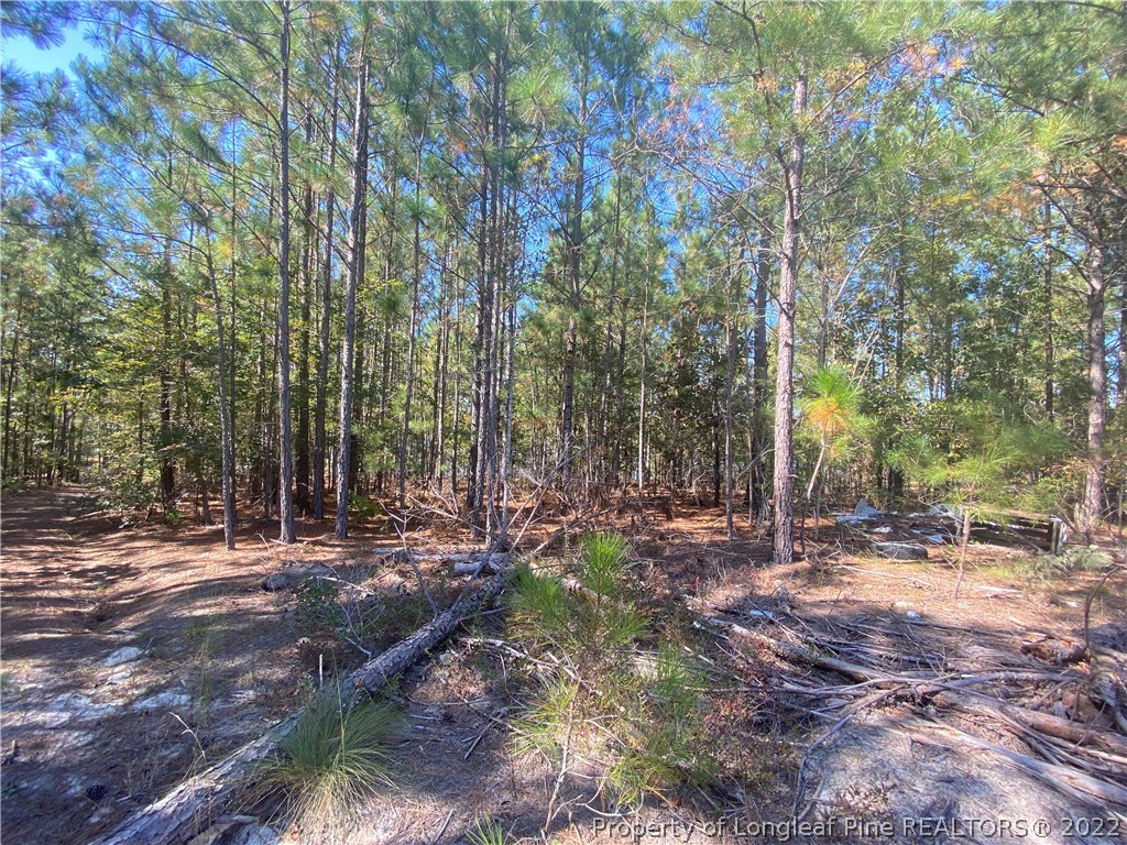 310 Old County Line Road Cameron, NC 28326 - Photo 9 of 17 Gallery Image 9
