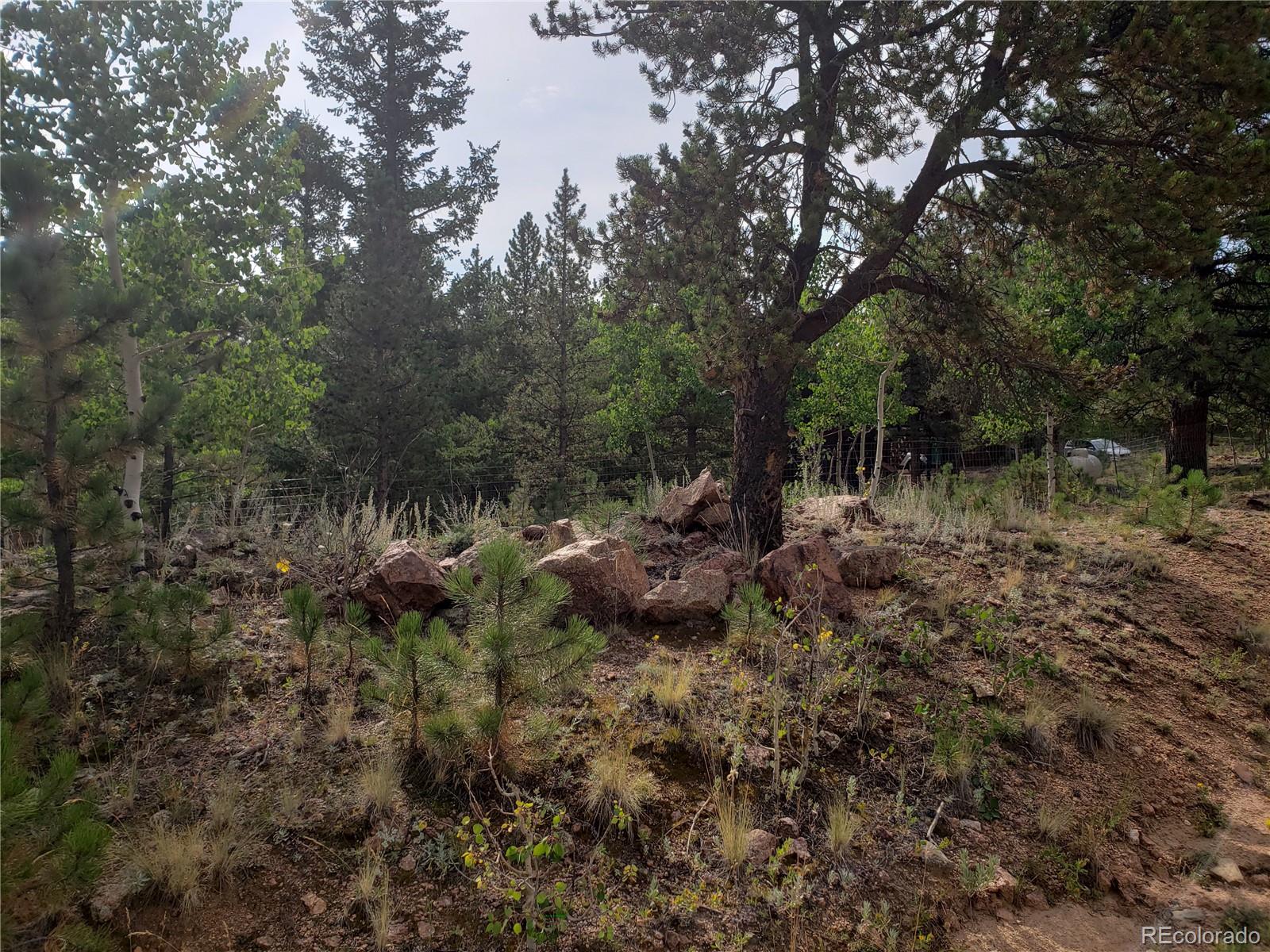 75 West Crosscut Road Bailey, CO 80421 - Photo 14 of 22 a view of a forest with a tree