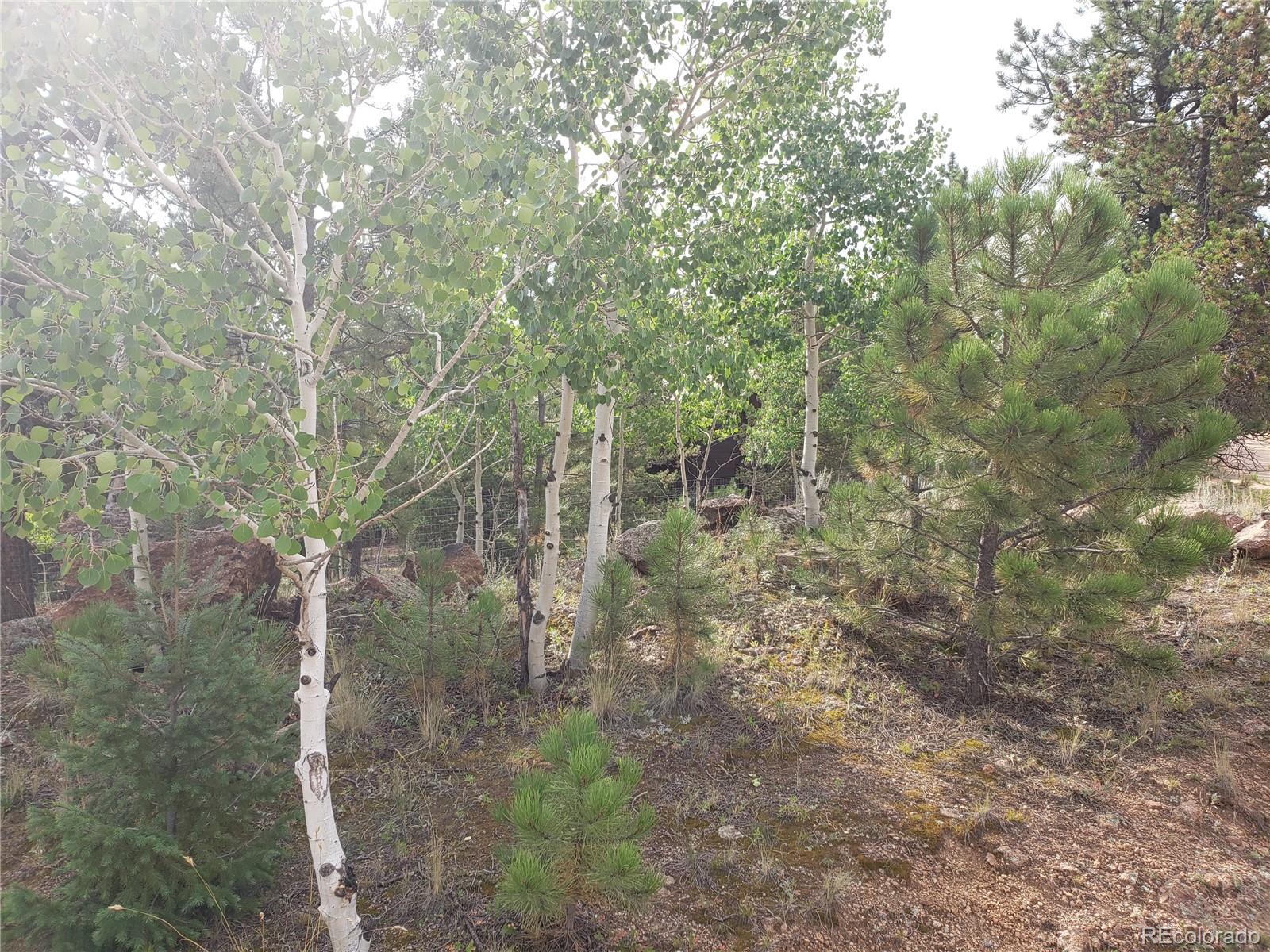 75 West Crosscut Road Bailey, CO 80421 - Photo 15 of 22 a view of a forest with trees in the background