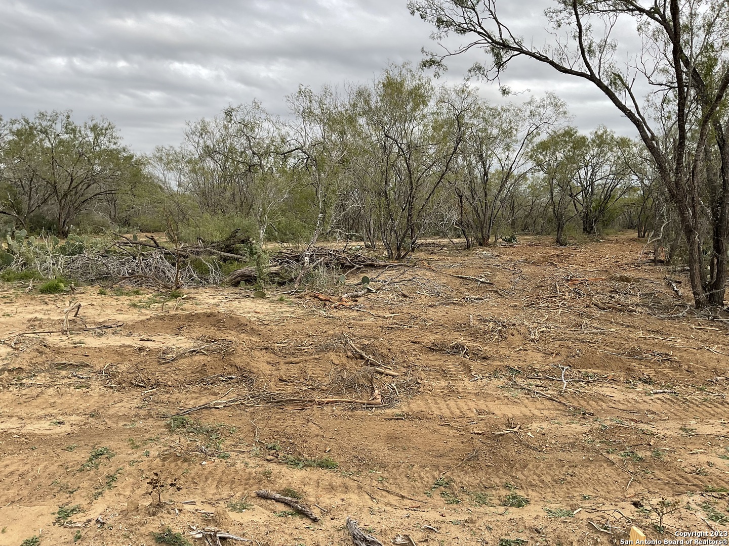 a view of a dry yard with trees