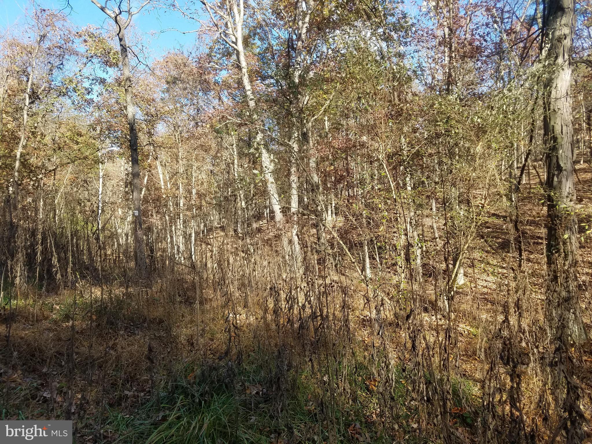 Church Hollow Road Romney, WV 26757 - Photo 7 of 20