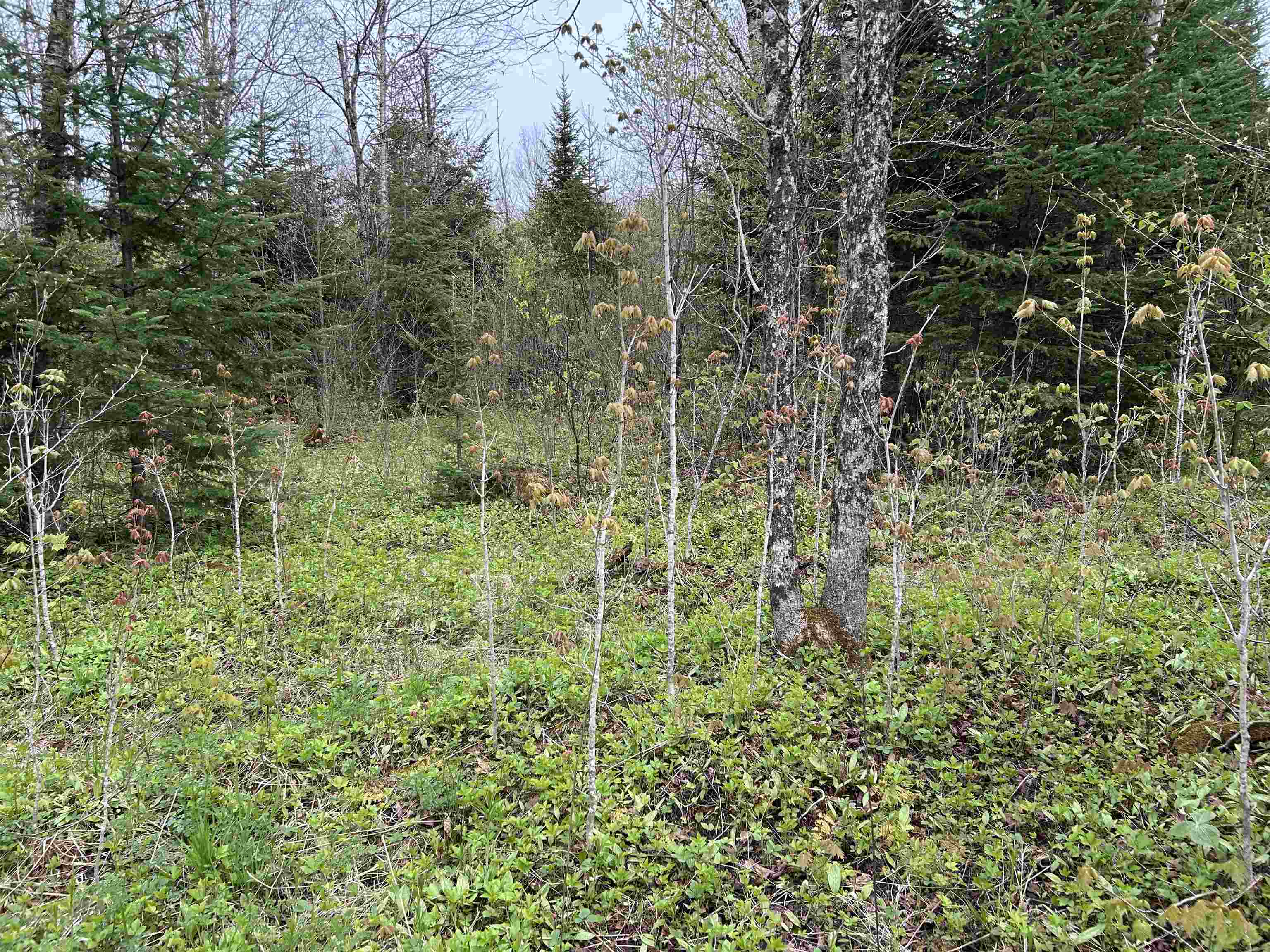 Mapb2-lot16 Dead Water Road Stewartstown, NH 03576 - Photo 10 of 31