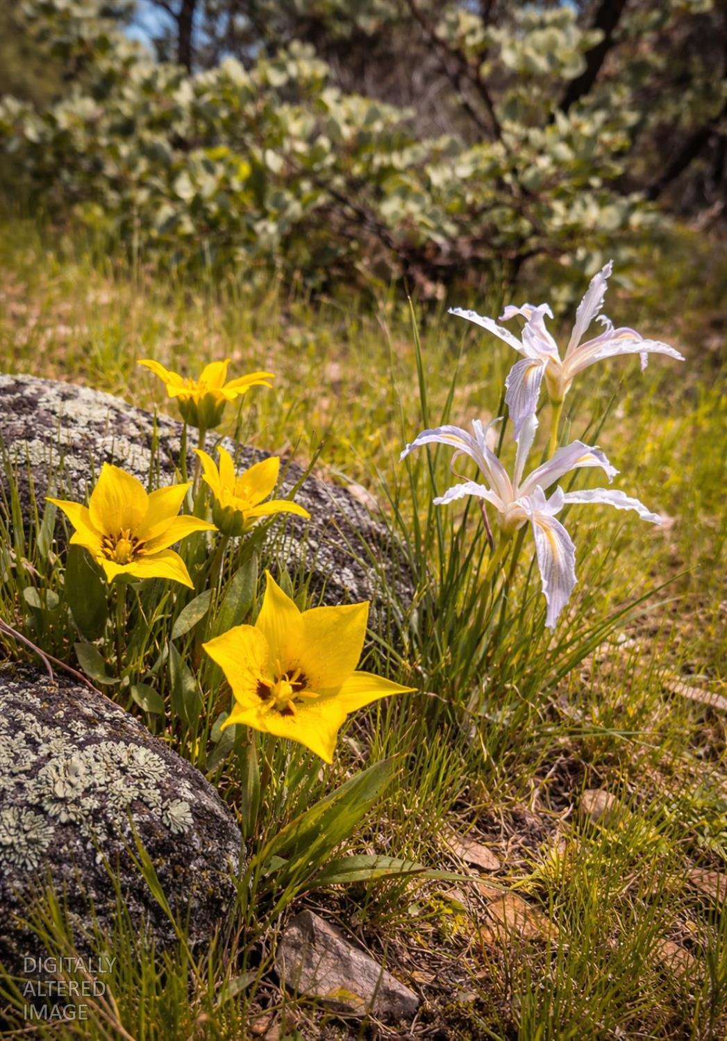 10952 Gopher Mine Trail Grass Valley, CA 95949 - Photo 7 of 98