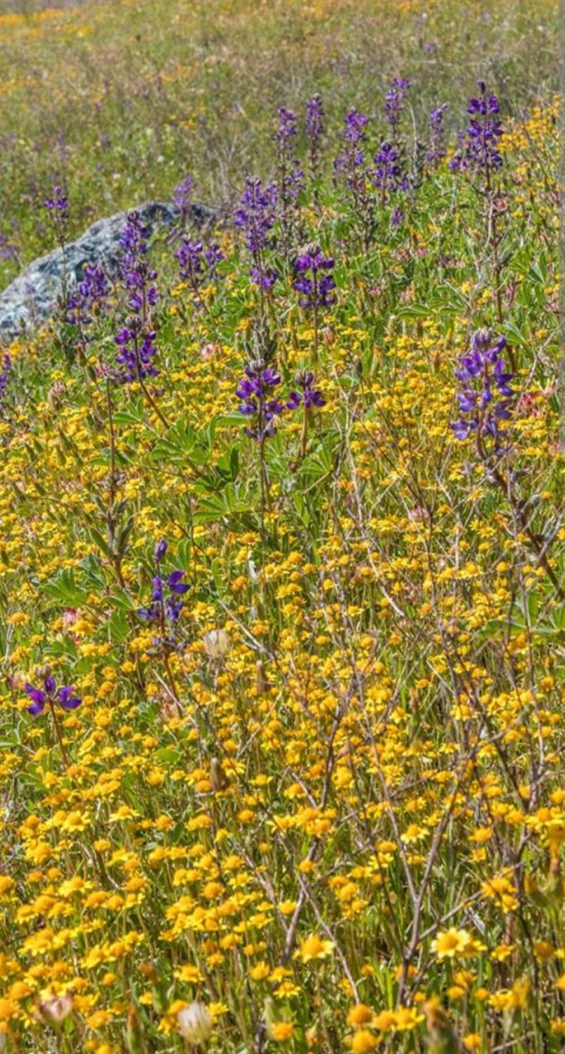 10952 Gopher Mine Trail Grass Valley, CA 95949 - Photo 96 of 98