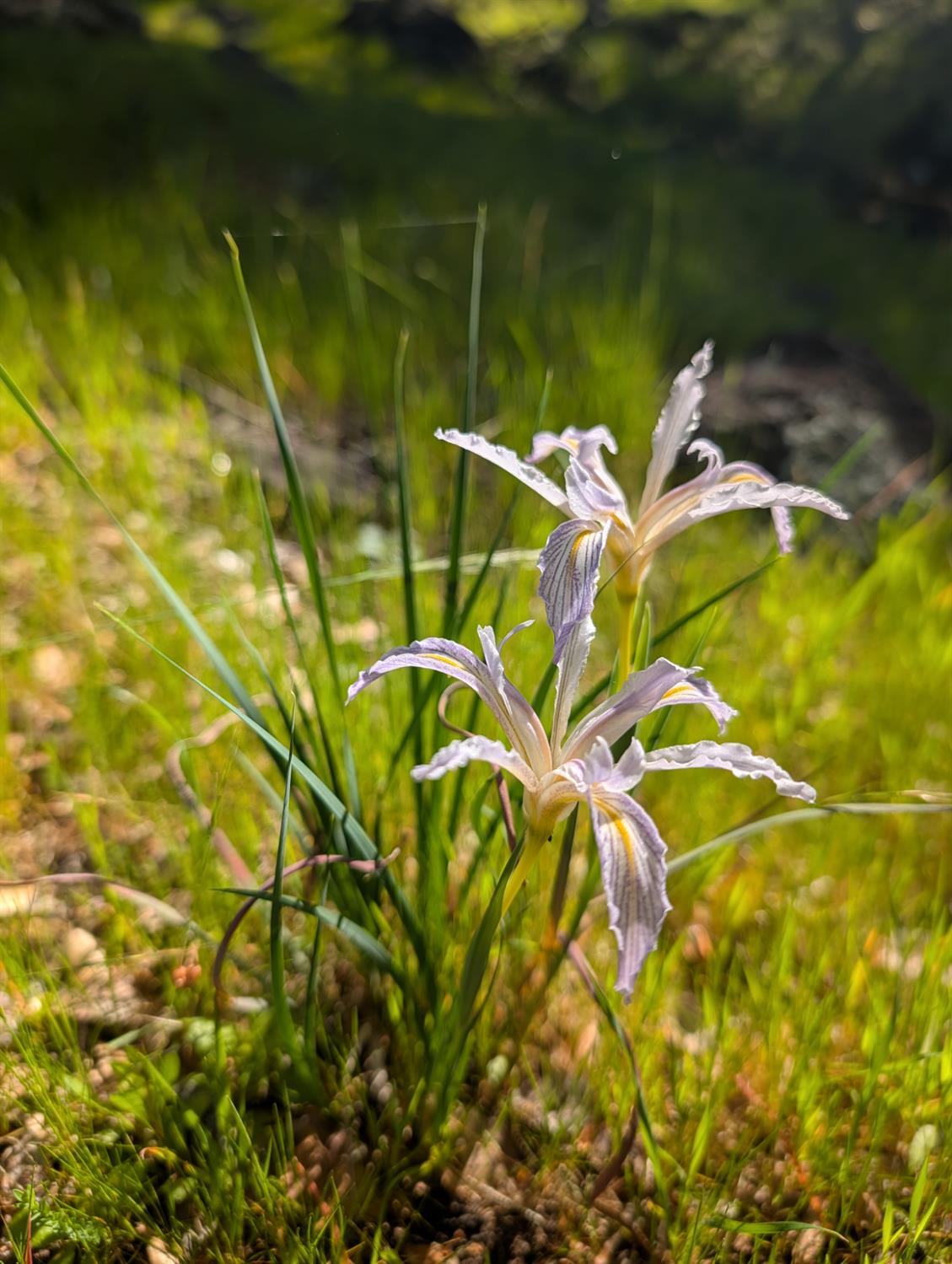 10952 Gopher Mine Trail Grass Valley, CA 95949 - Photo 97 of 98