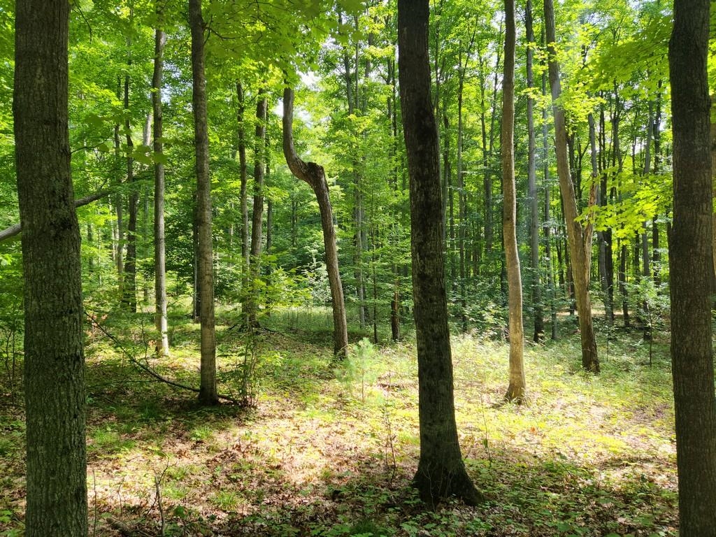 Off Crawford Lake Road Northeast Kalkaska, MI 49646 - Photo 13 of 25
