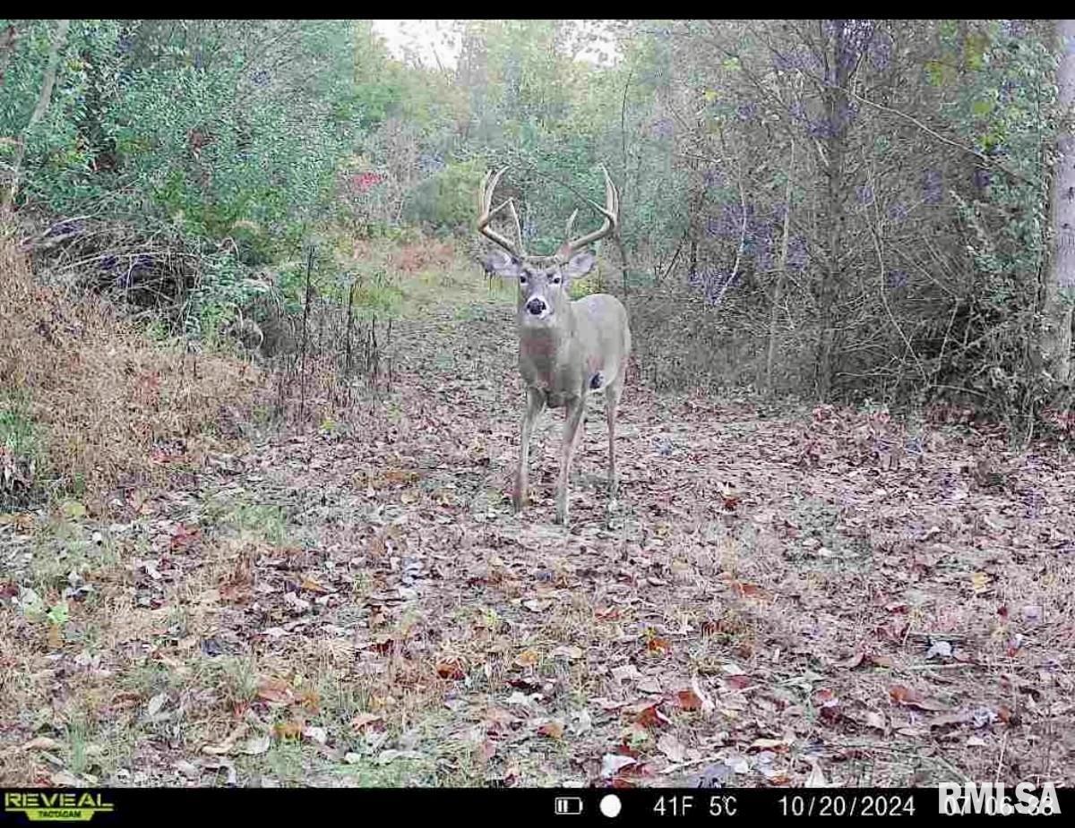 0 Tom Dick Hill Road Stonefort, IL 62987 - Photo 19 of 62