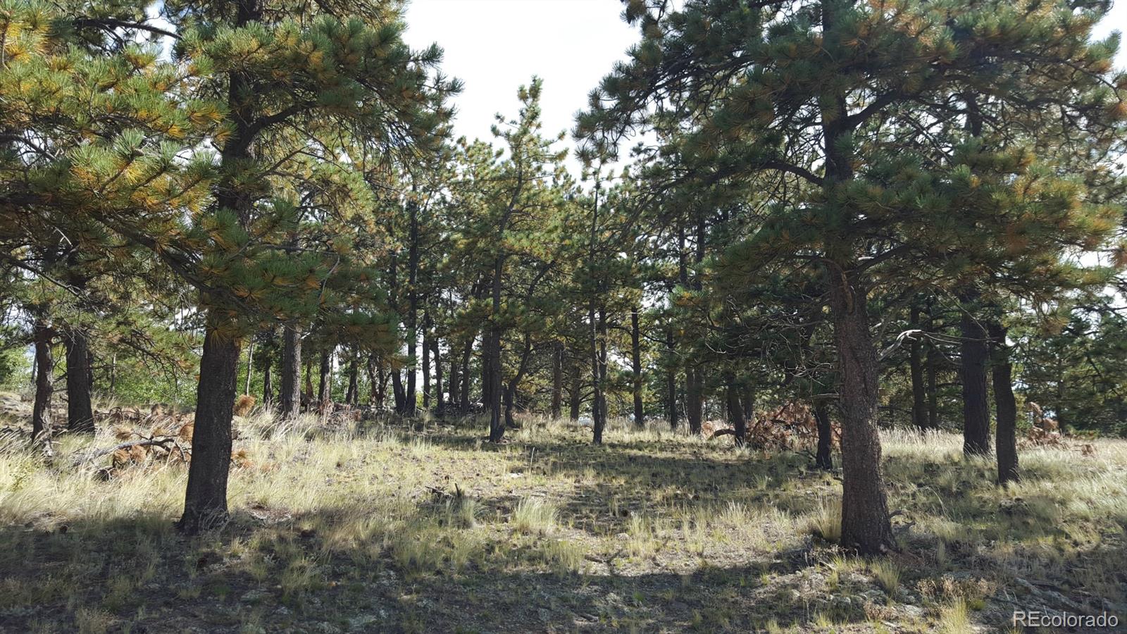 1002 Wagon Wheel Road Hartsel, CO 80449 - Photo 11 of 33 Gallery Image 11