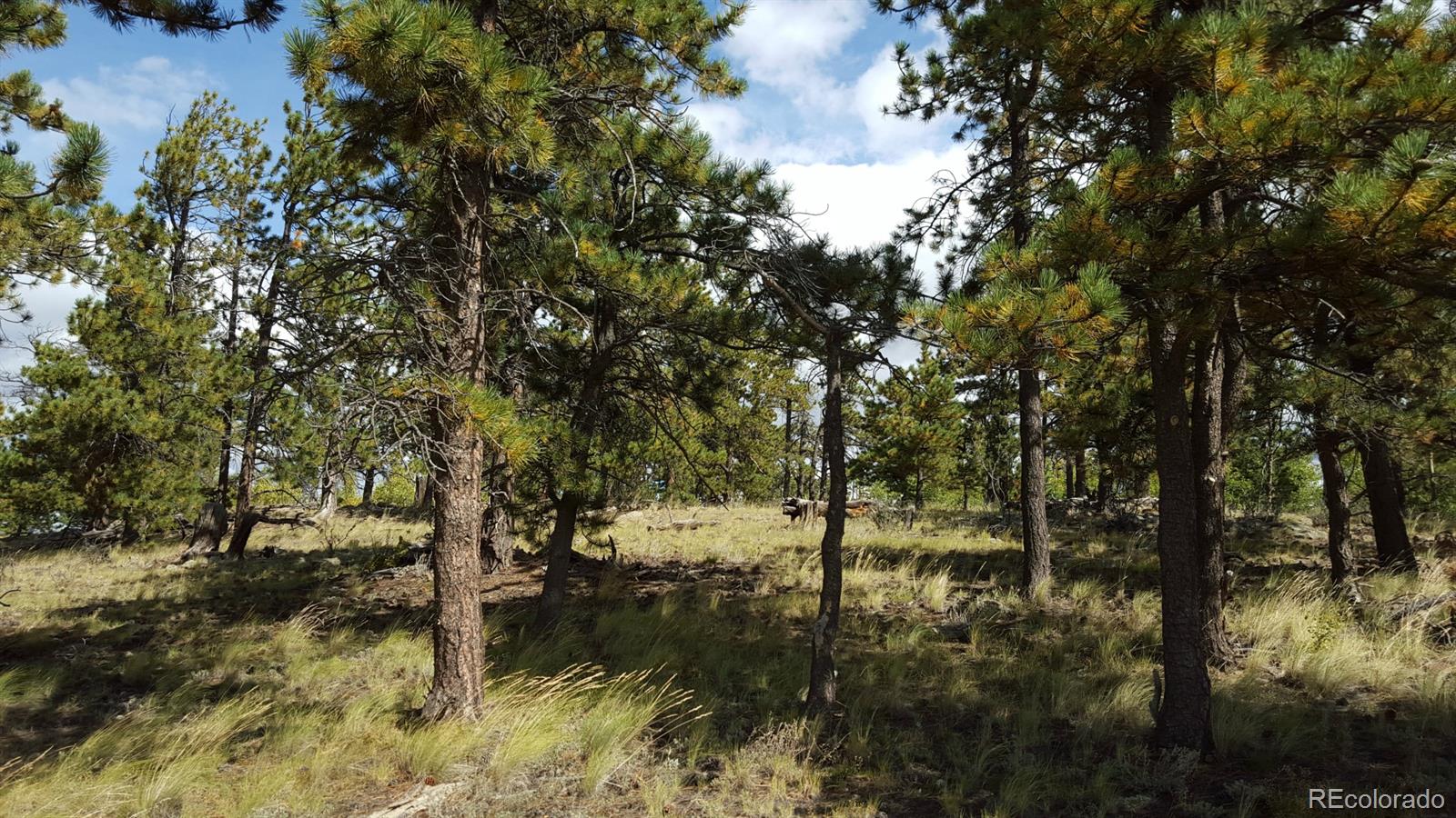 1002 Wagon Wheel Road Hartsel, CO 80449 - Photo 12 of 33 Gallery Image 12