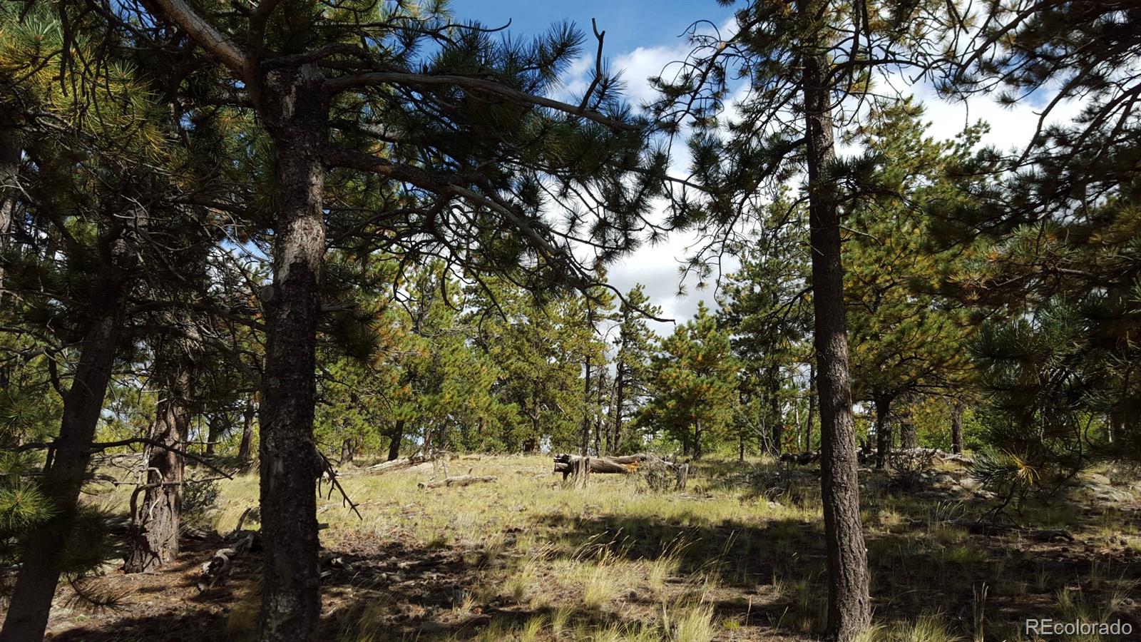 1002 Wagon Wheel Road Hartsel, CO 80449 - Photo 14 of 33 Gallery Image 14