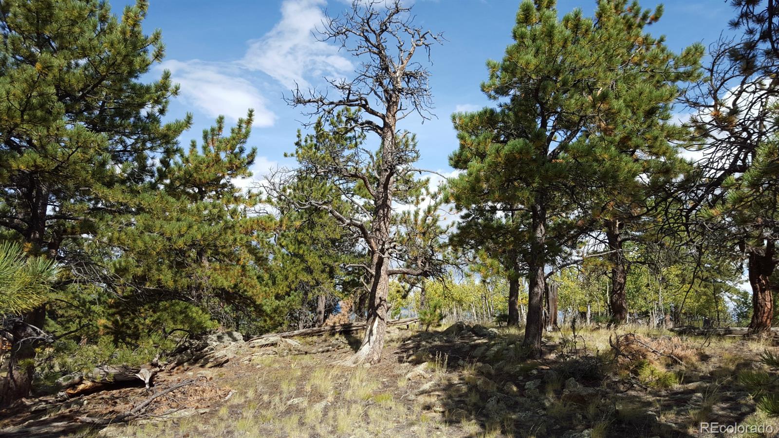 1002 Wagon Wheel Road Hartsel, CO 80449 - Photo 18 of 33 Gallery Image 18