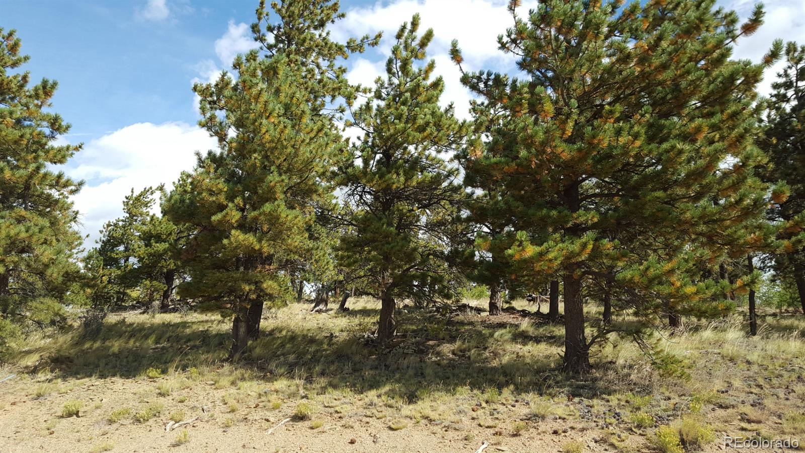 1002 Wagon Wheel Road Hartsel, CO 80449 - Photo 10 of 33 Gallery Image 10
