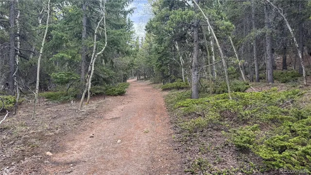 a view of a forest with trees in the background