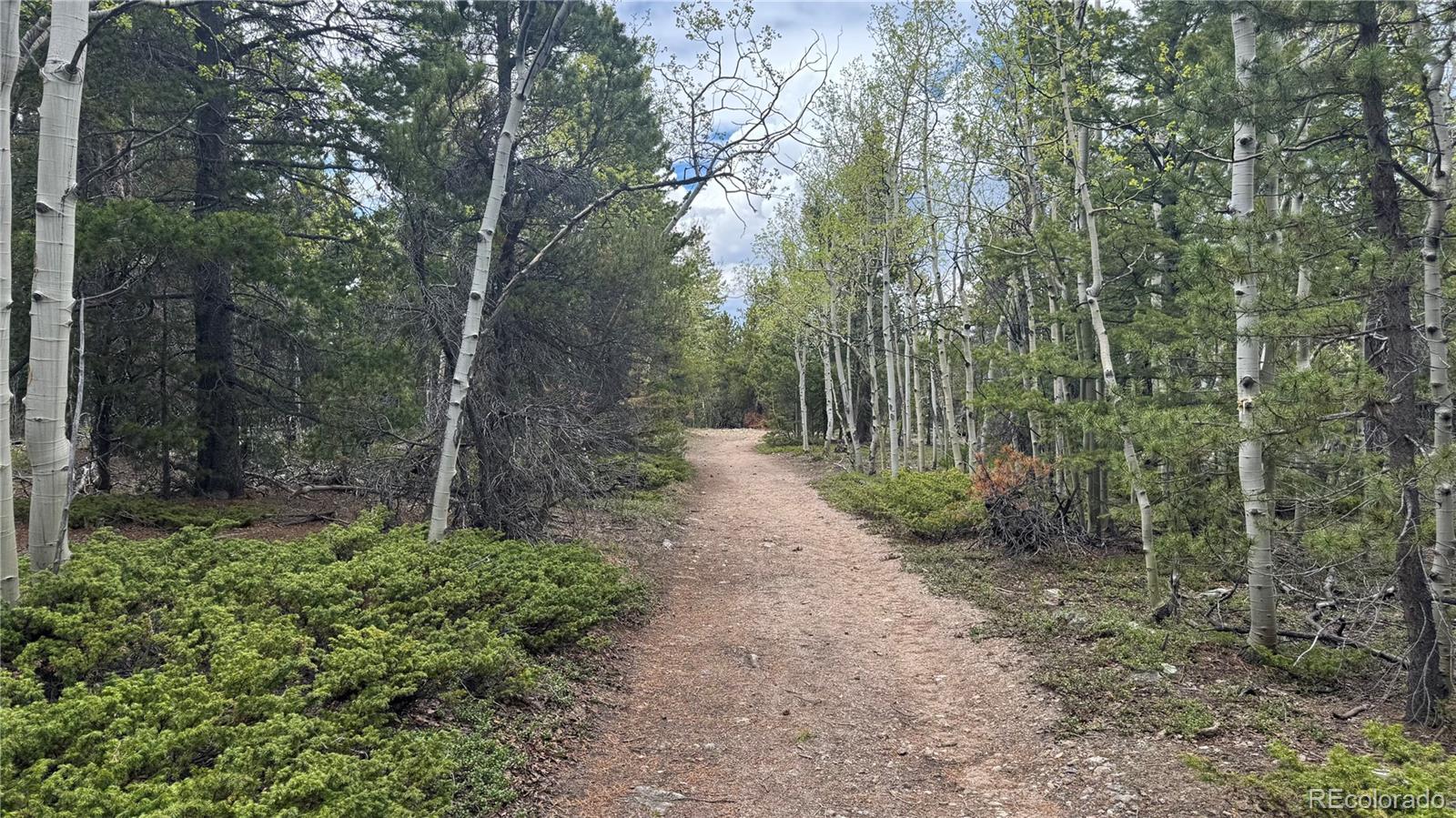 5 Roy Smith Road Central City, CO 80427 - Photo 2 of 13 a view of a forest with trees