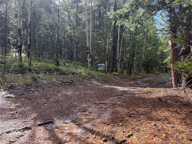 a view of a forest with trees in the background