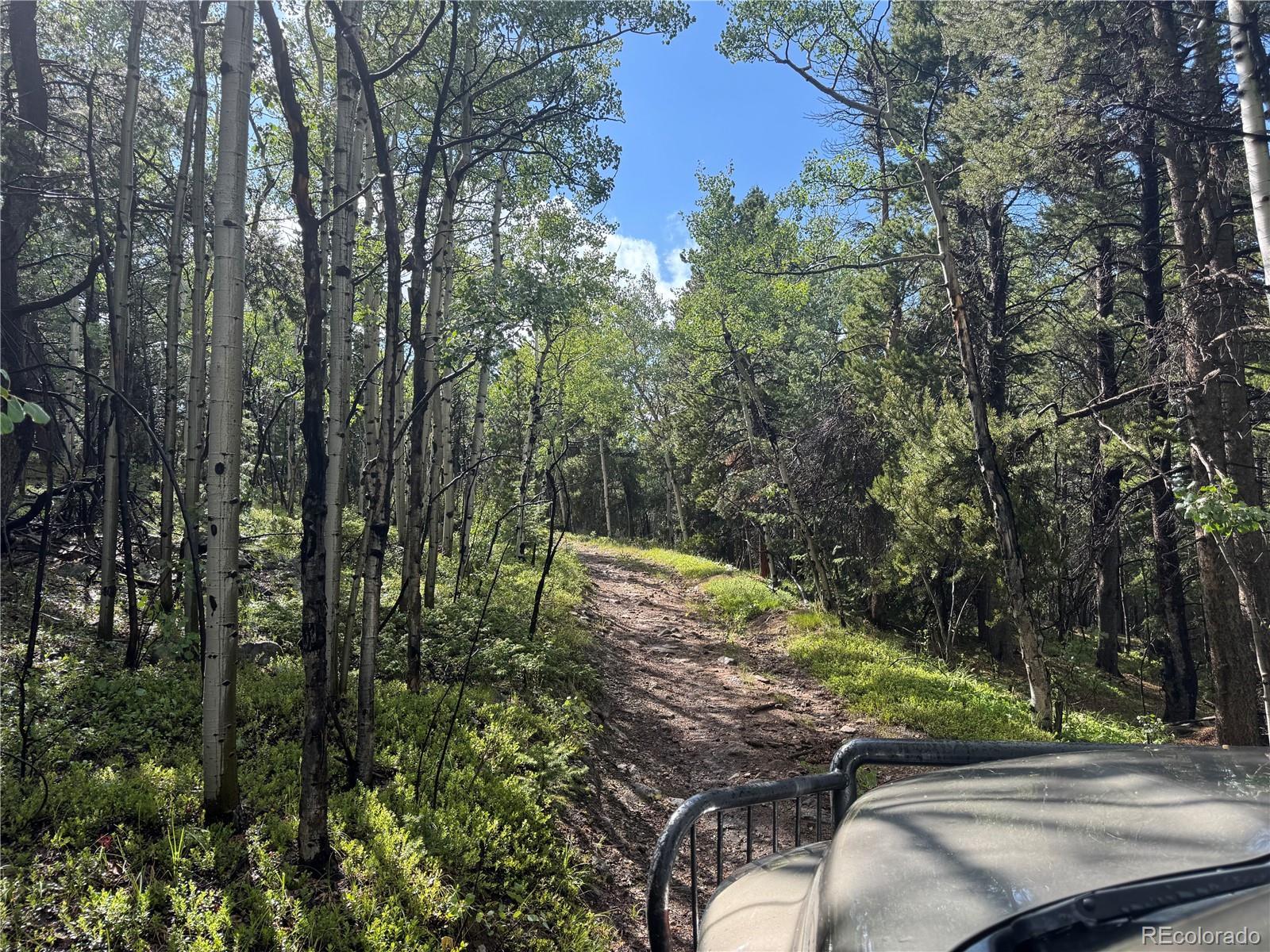 5 Roy Smith Road Central City, CO 80427 - Photo 8 of 13 a view of a yard