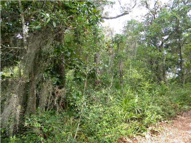 Lot 2 Magnolia Beach Road Santa Rosa Beach, FL 32459 - Photo 1 of 10 a view of a lush green forest