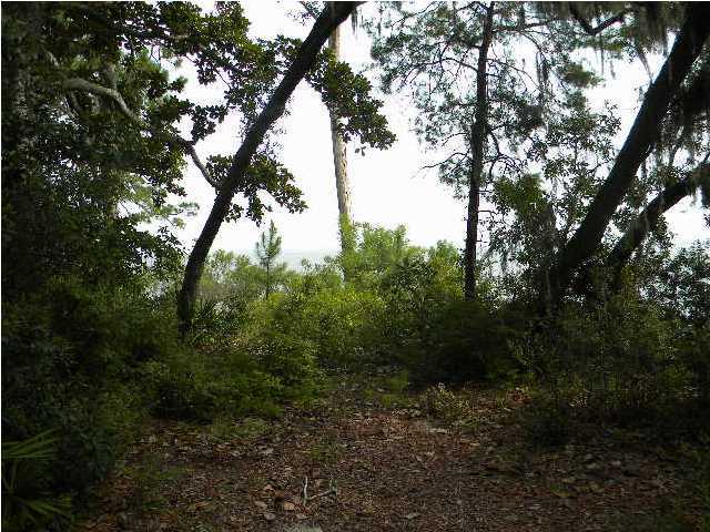 Lot 2 Magnolia Beach Road Santa Rosa Beach, FL 32459 - Photo 3 of 10 a view of a forest with trees in the background
