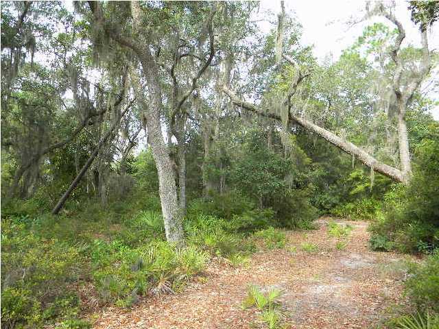 Lot 2 Magnolia Beach Road Santa Rosa Beach, FL 32459 - Photo 6 of 10 a view of a forest with trees in the background