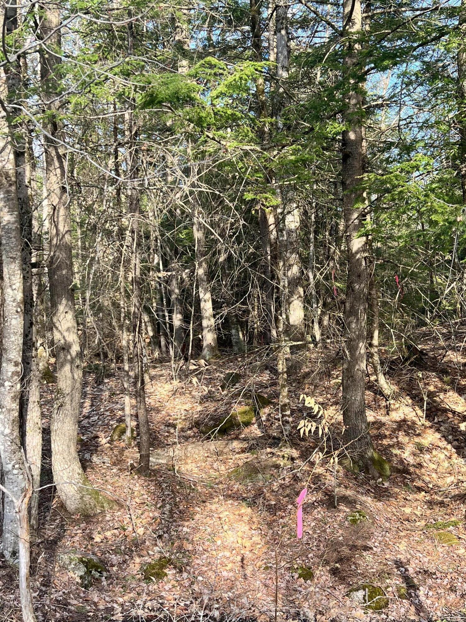 23 Whitney Road Gray, ME 04039 - Photo 2 of 4 IMG_3241