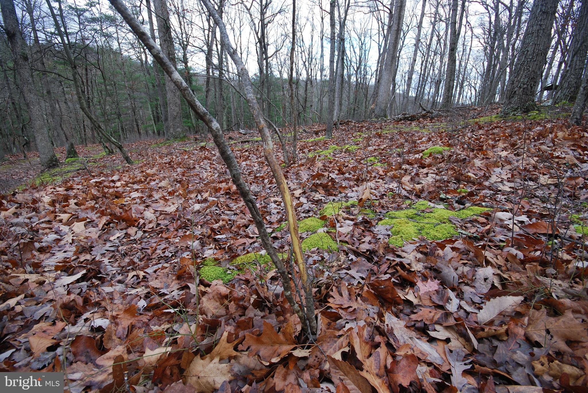 Lot 70-71 Mill Mountain Road Romney, WV 26757 - Photo 39 of 52