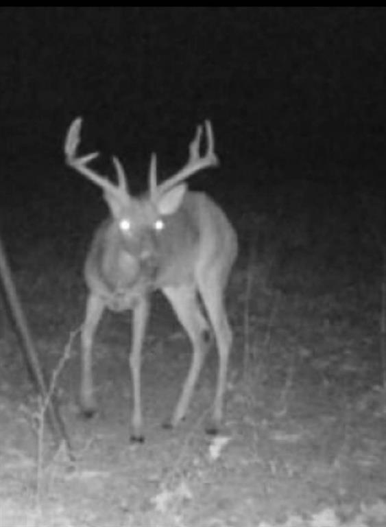 267 Private Road 6294 Palestine, TX 75801 - Photo 12 of 12