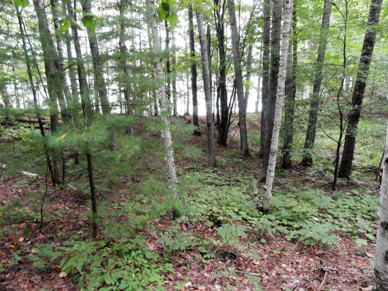 Lot 4 Forrester Road Tomahawk, WI 54487 - Photo 8 of 15 Gallery Image 8